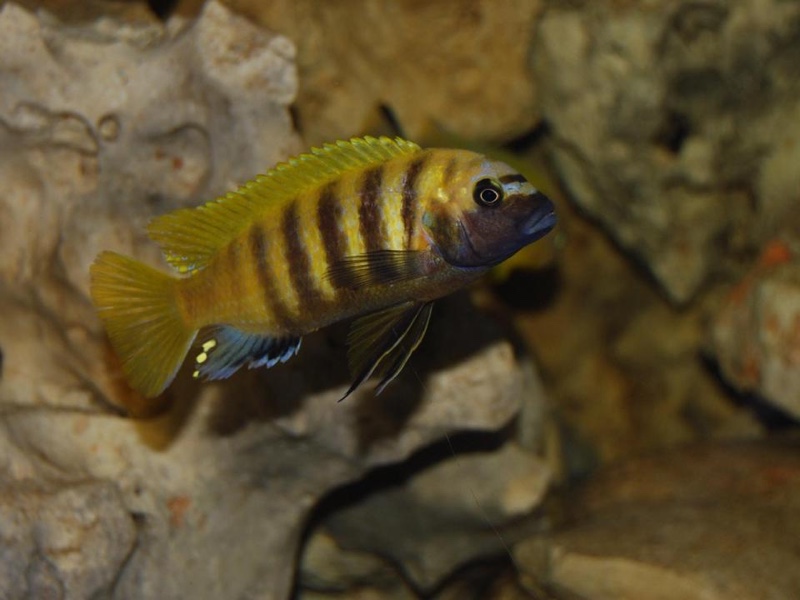 Maylandia sp. 'zebra gold' Kawanga